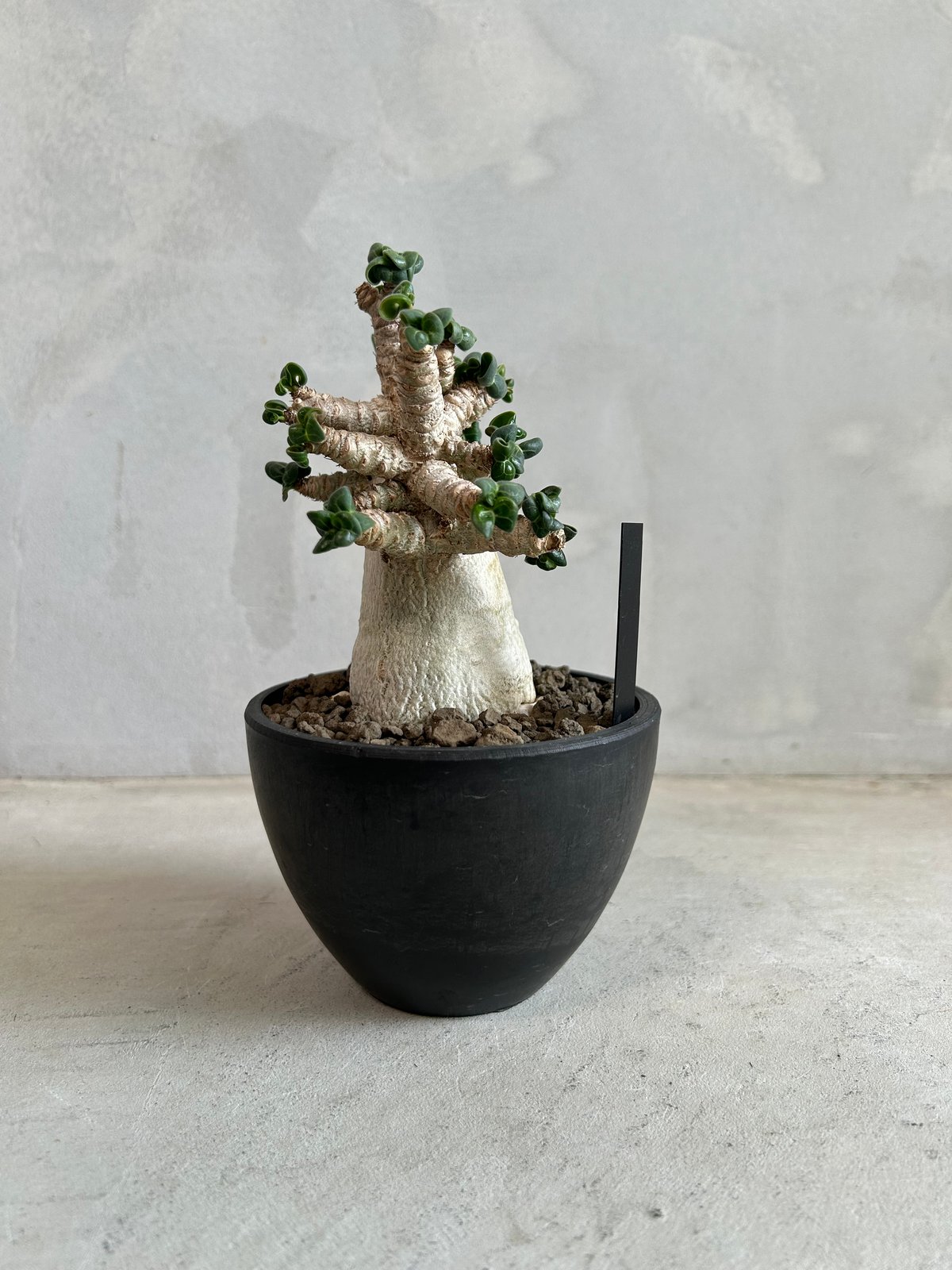 アデニウム メデューサ D.H.A(獅子葉) | ソレトナ植物店