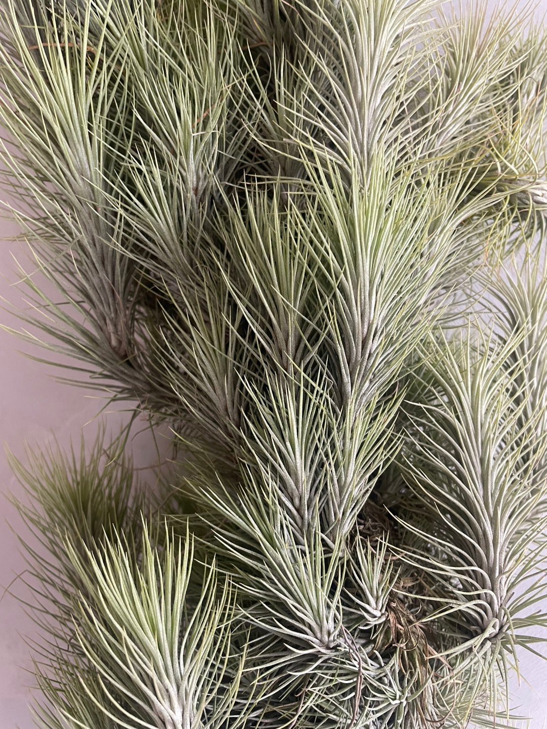 ティランジア フンキアナ(クランプ) | ソレトナ植物店