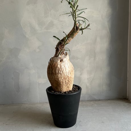 アデニウム | STORES