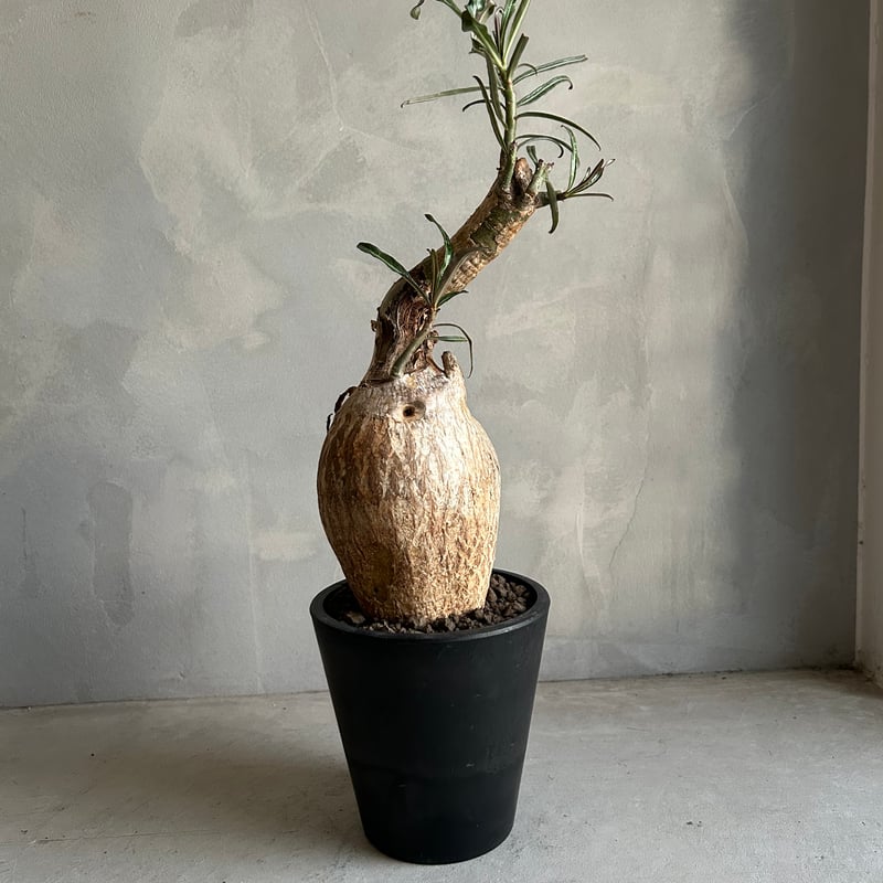 アデニウム ソマレンセ | ソレトナ植物店