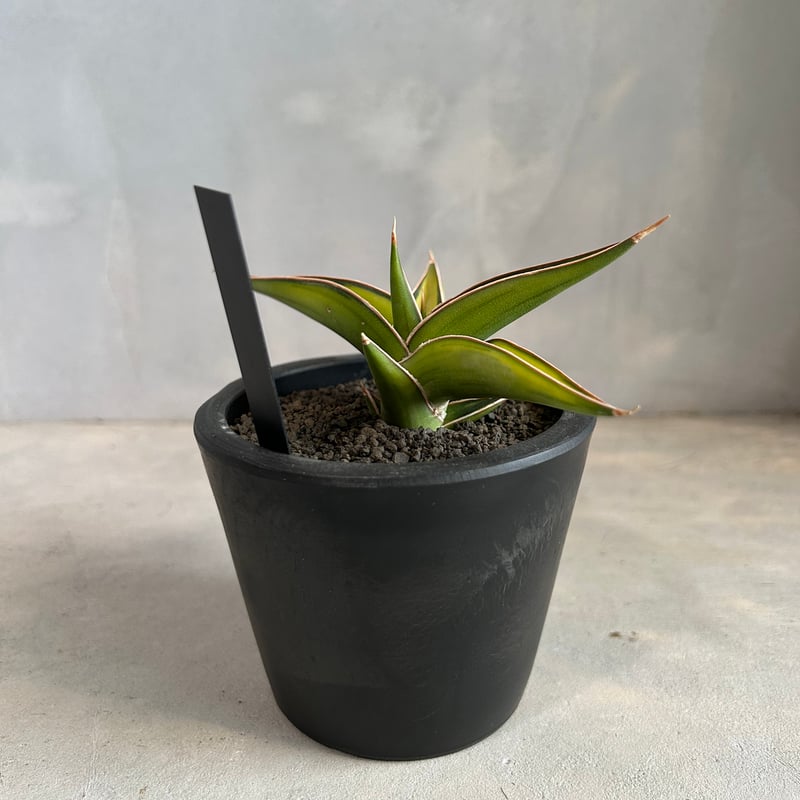 サンセベリア lav.23251 | ソレトナ植物店