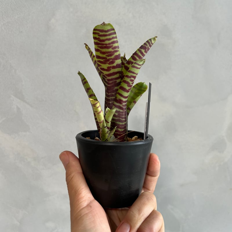 ネオレゲリア ブラック ホール | ソレトナ植物店