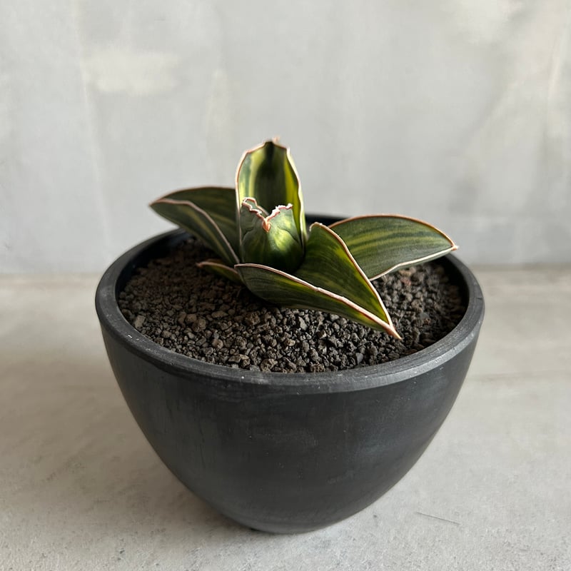 サンセベリア サムライ ドワーフ 斑入り | ソレトナ植物店