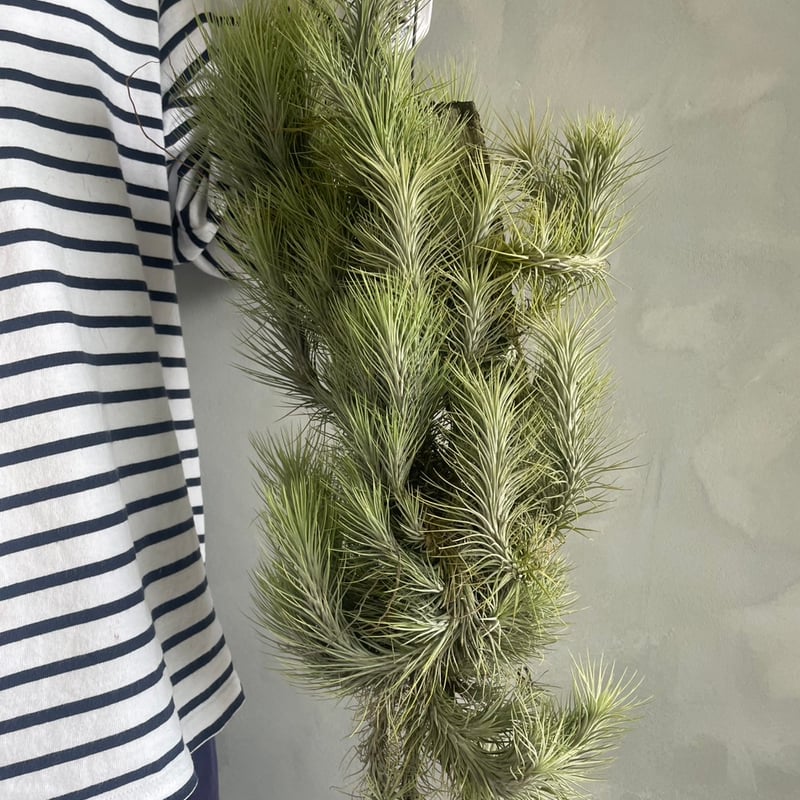 ティランジア フンキアナ(クランプ) | ソレトナ植物店