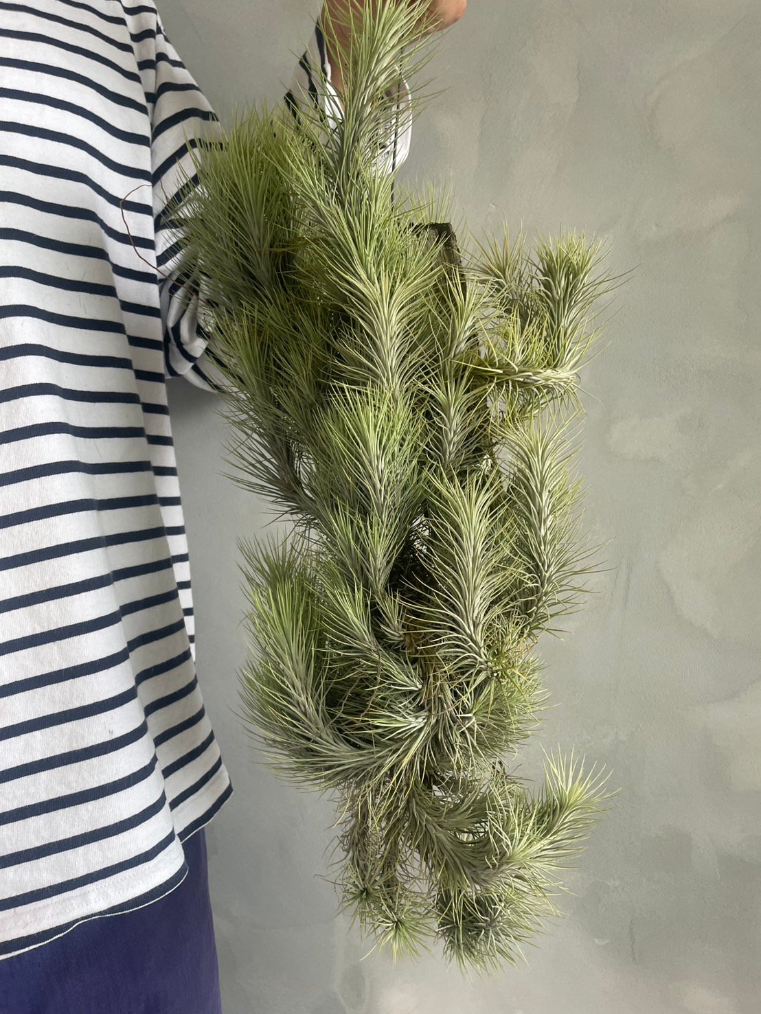 ティランジア フンキアナ(クランプ) | ソレトナ植物店