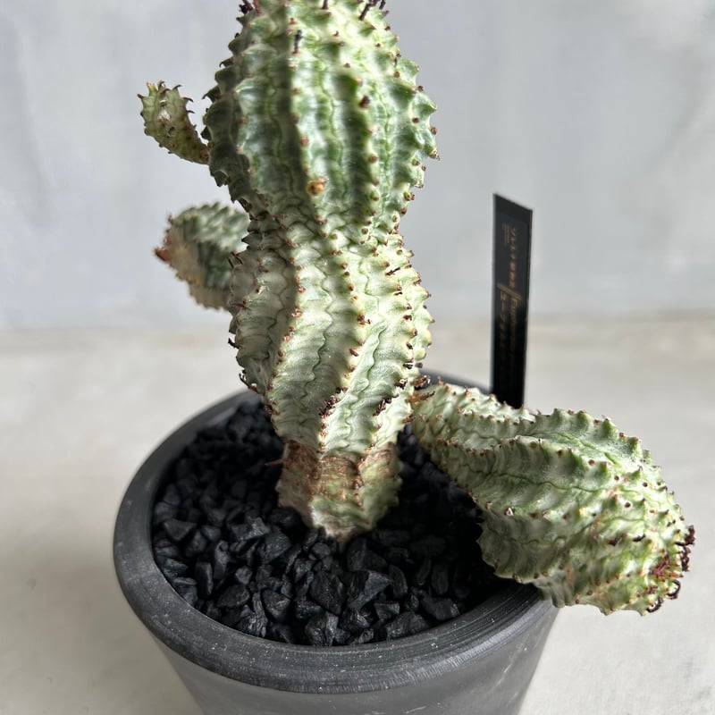 ユーフォルビア ペルドルシアナ | ソレトナ植物店