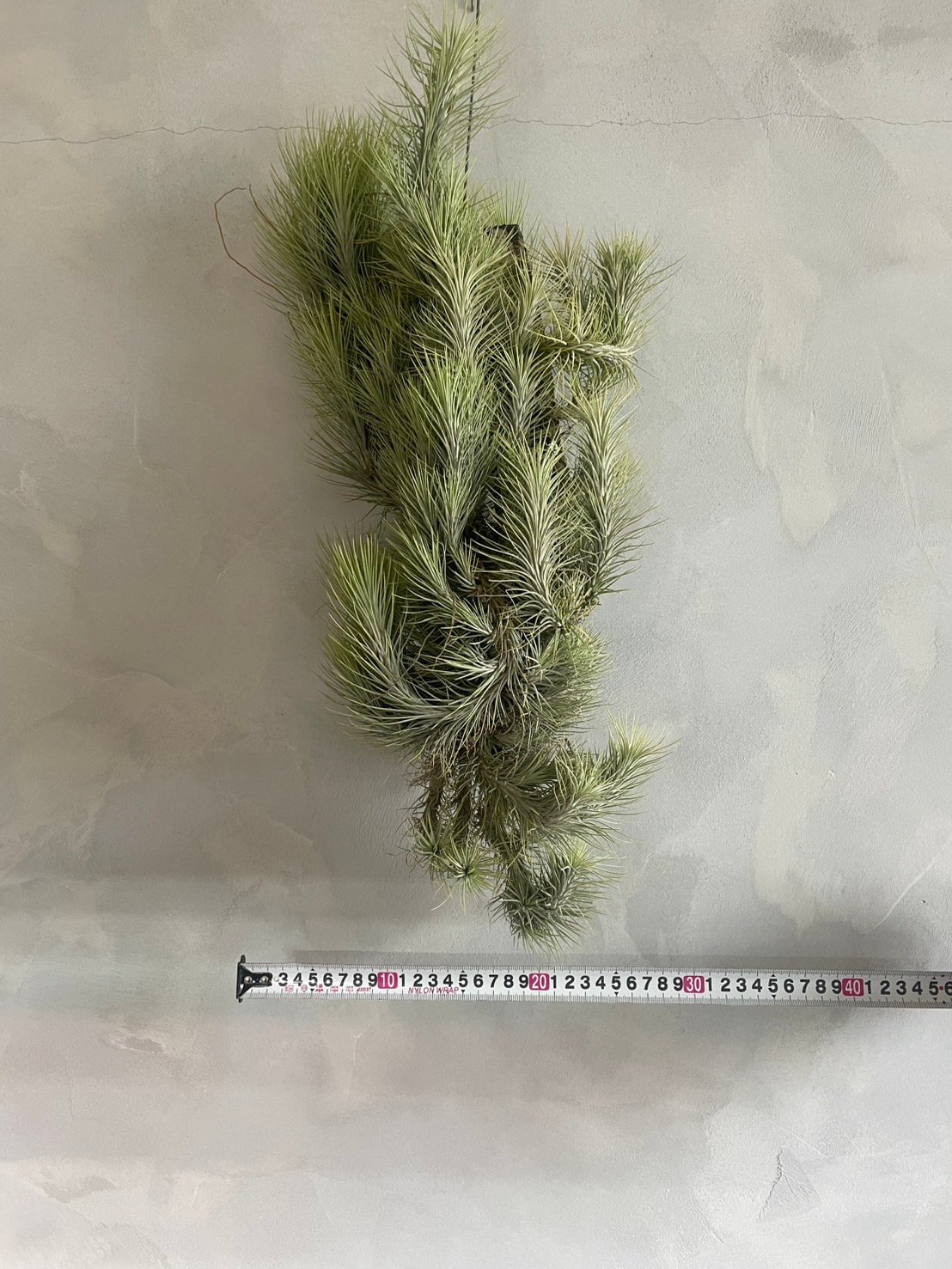 ティランジア フンキアナ(クランプ) | ソレトナ植物店