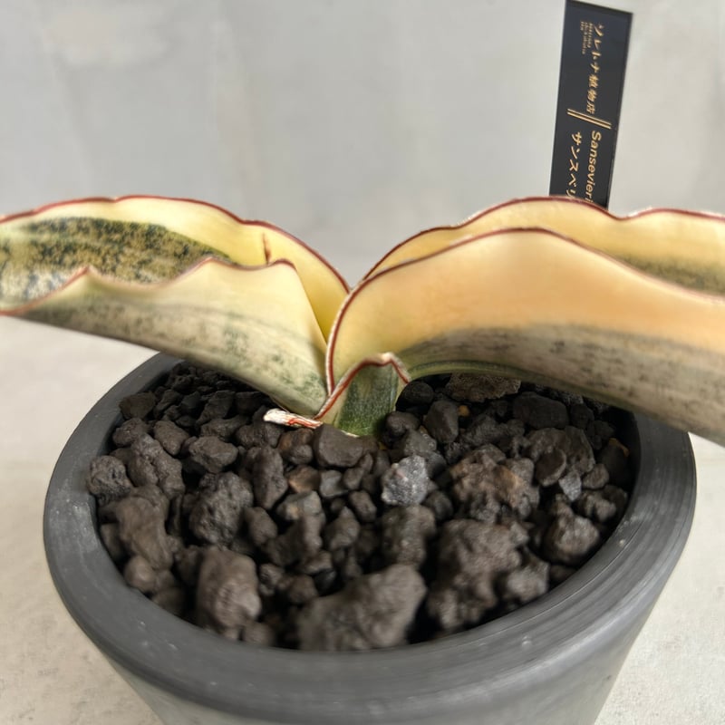 サンセベリア キルキーコパトーン 斑入り | ソレトナ植物店