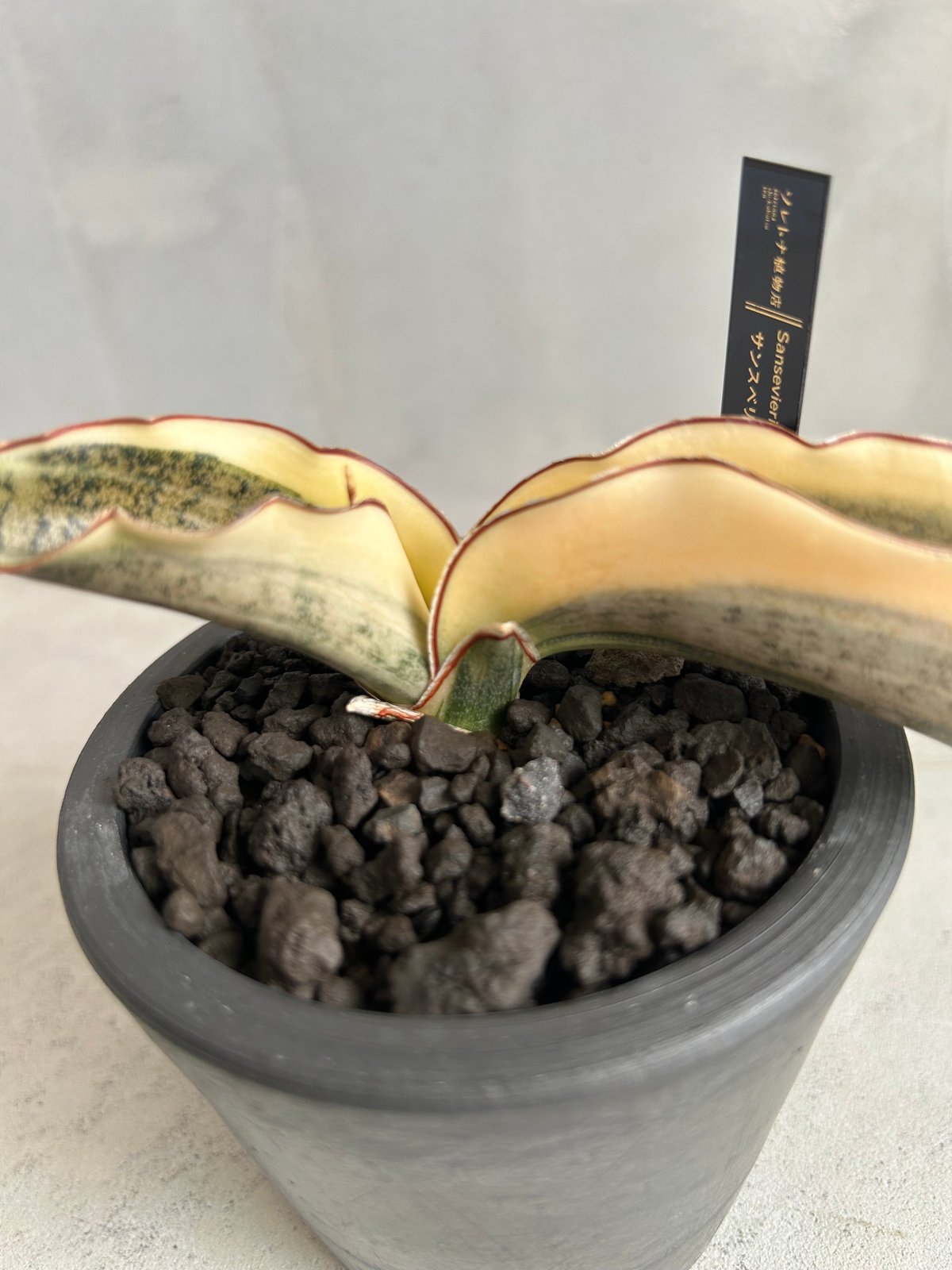 サンセベリア キルキーコパトーン 斑入り | ソレトナ植物店