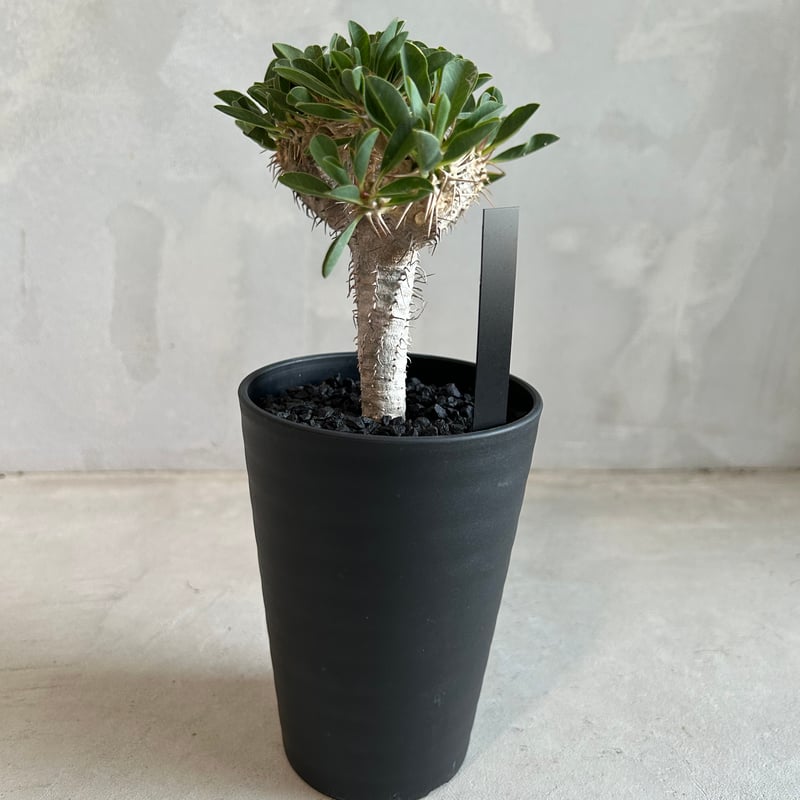 ユーフォルビア シミリラメア【実生苗】 ユーフォルビア シミリラメア【実生苗】