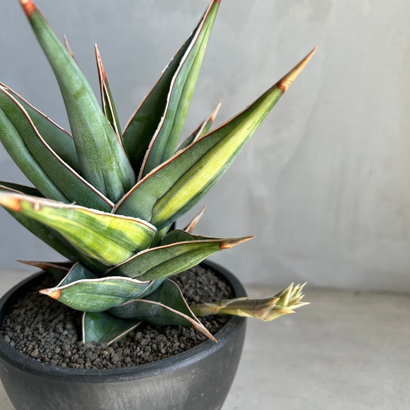 サンスベリア　ピングイキュラ　斑入り　3株セット　極上輸入株　ロリダ　多肉植物 サンセベリア ピングイキュラ 斑入り | ソレトナ植物店