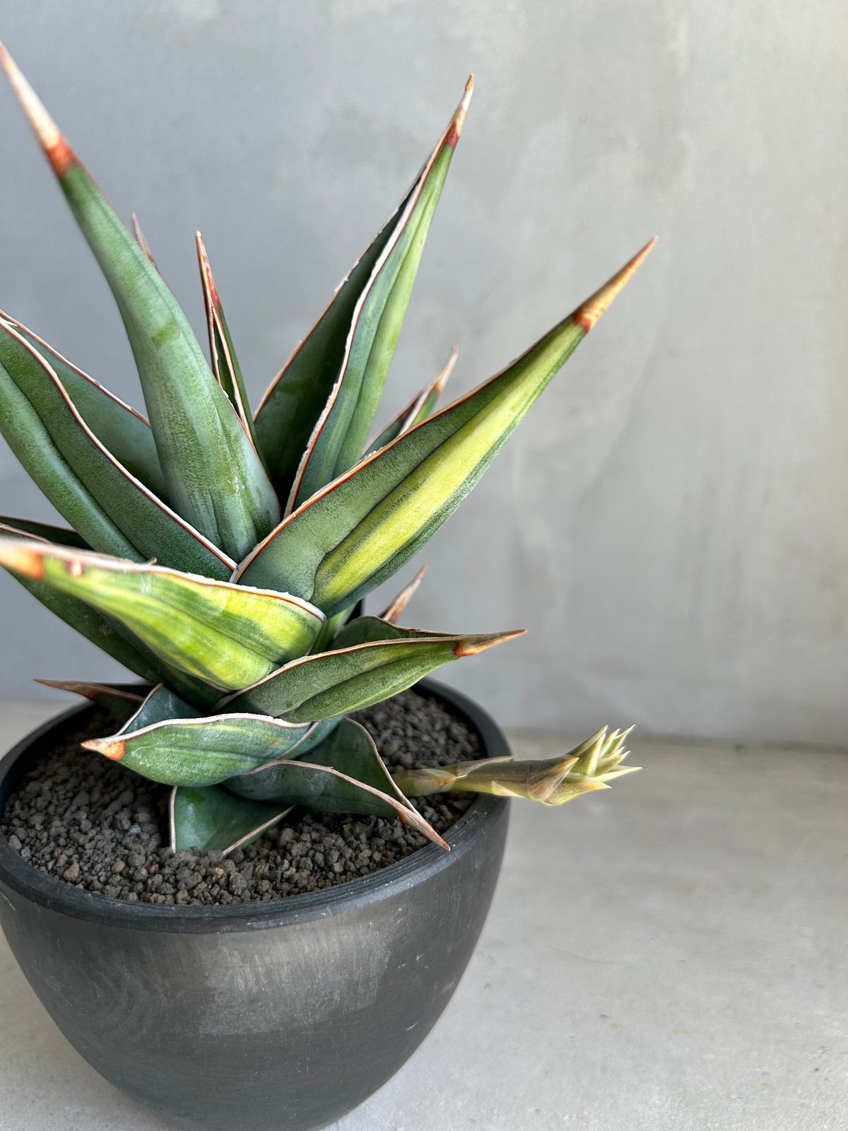 サンセベリア ピングイキュラ 斑入り | ソレトナ植物店