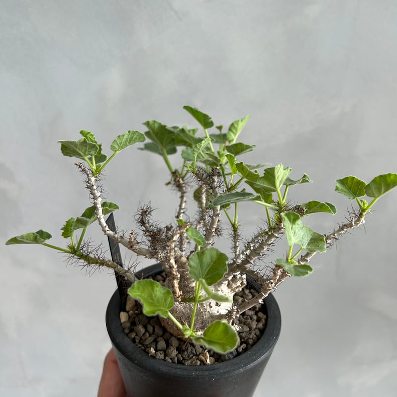 ヤトロファ マルギナータ | ソレトナ植物店