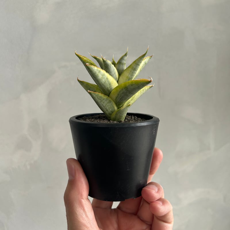 サンセベリア パゴダ 斑入り | ソレトナ植物店