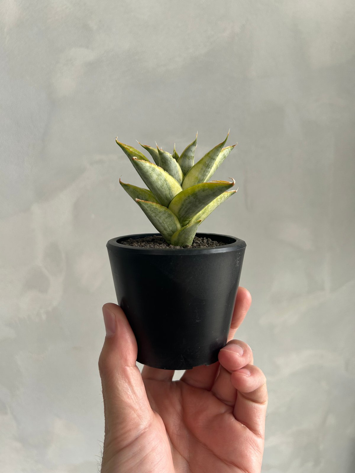 サンセベリア パゴダ 斑入り | ソレトナ植物店