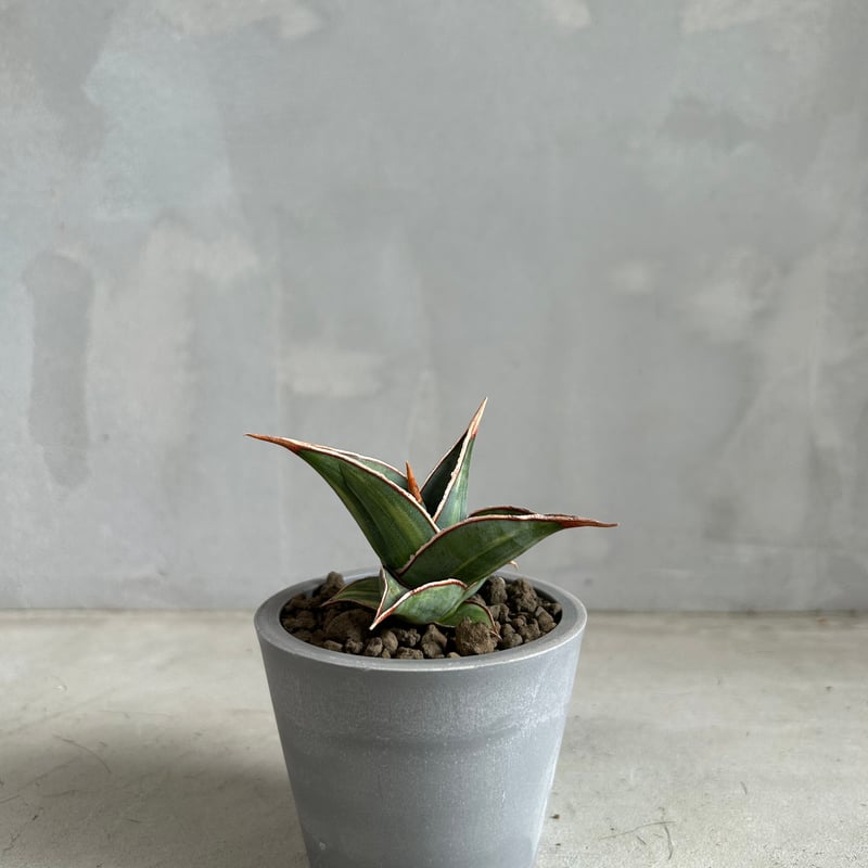 サンセベリア ピングイキュラ 斑入り | ソレトナ植物店