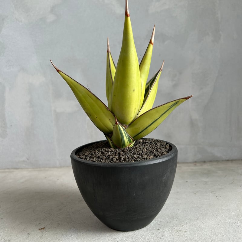 ピングイキュラ 斑入り　仔株付き　サンスベリア ピングイキュラ 斑入り 仔株付き サンスベリア サンスベリア