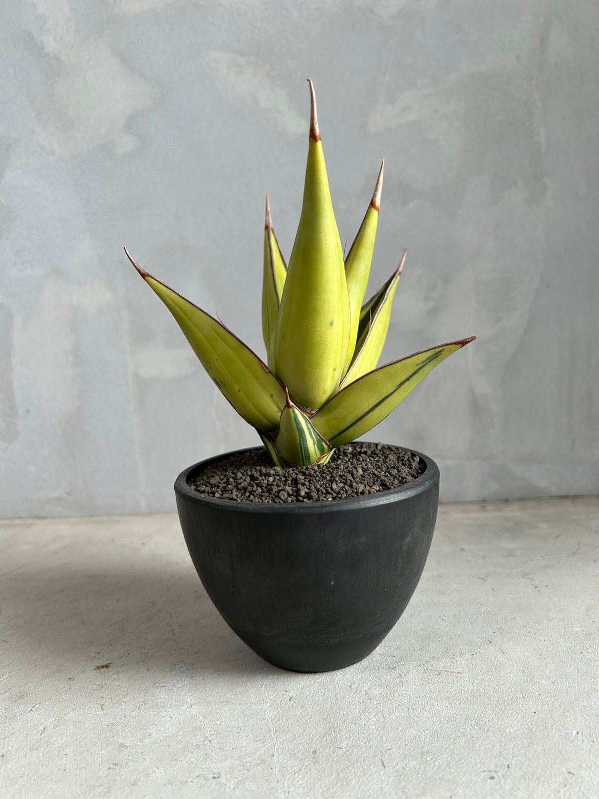 B*S様 S3002 ★オークション販売★ サンスベリア ピングイキュラ 斑入り B*S様 S3002 ☆オークション販売☆ サンスベリア ピングイキュラ