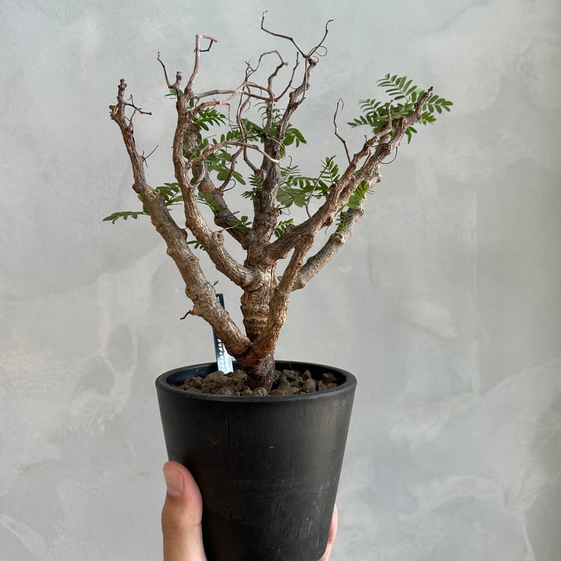 センナ メリディオナリス(実生) | ソレトナ植物店