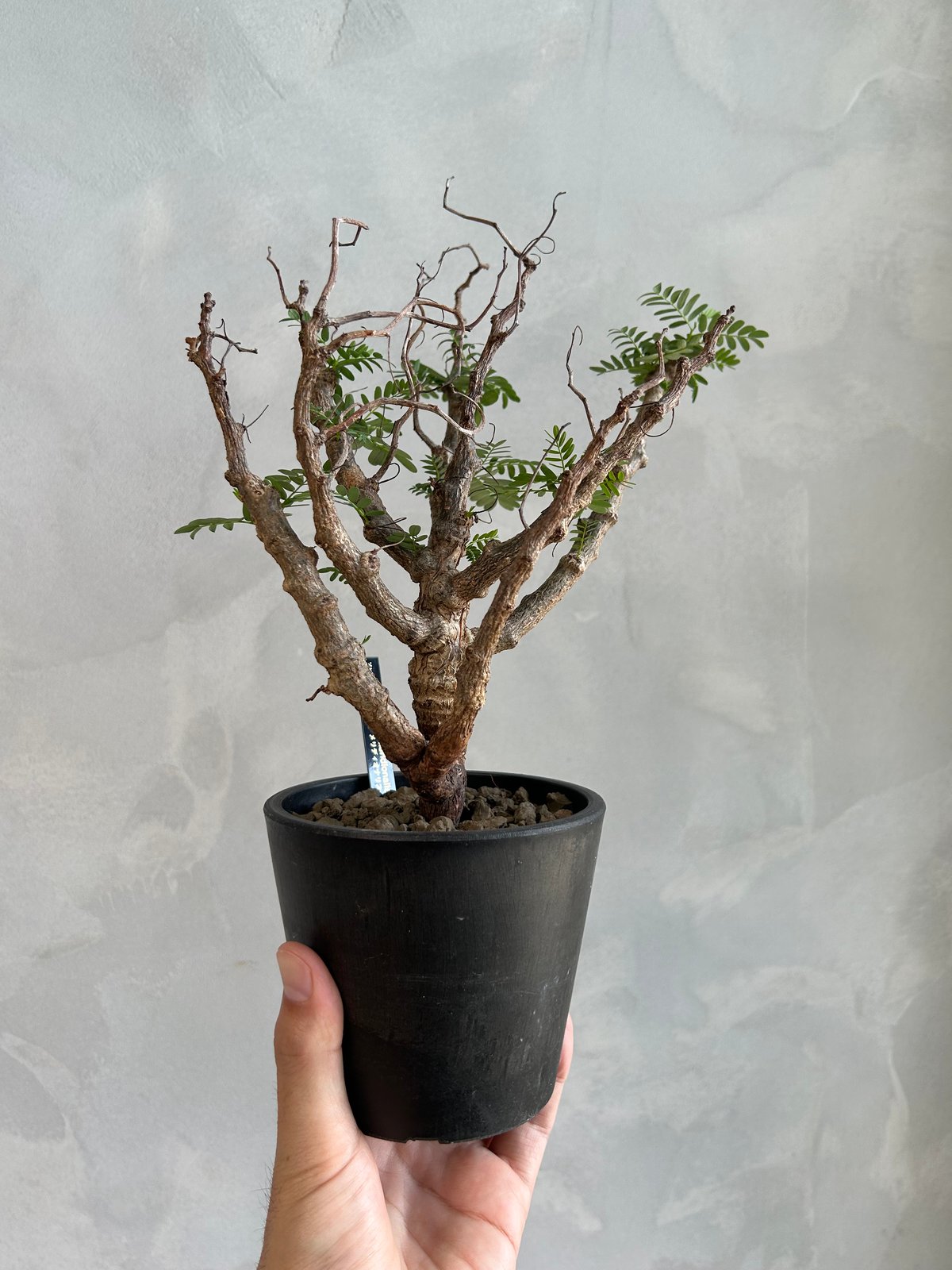 センナメリディオナリス　実生 センナ メリディオナリス(実生) | ソレトナ植物店
