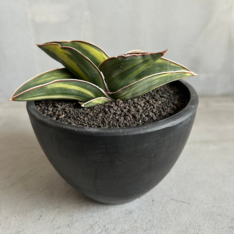 サンセベリア サムライ ドワーフ 斑入り | ソレトナ植物店