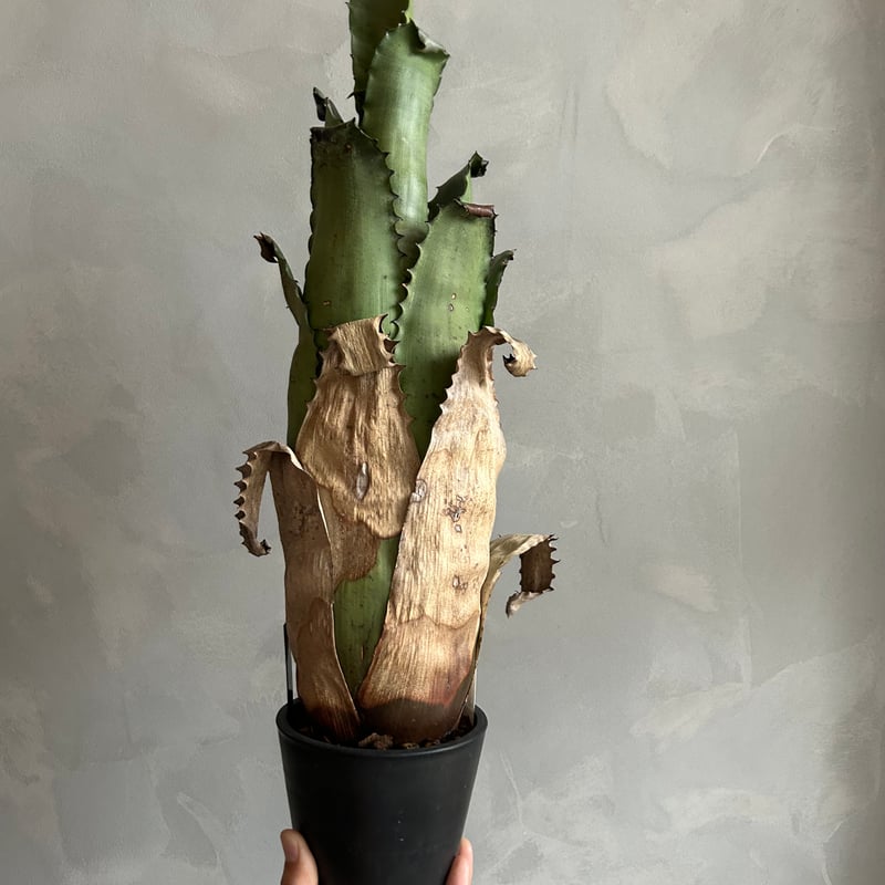 ホヘンベルギア サンドラズマウンテン | ソレトナ植物店