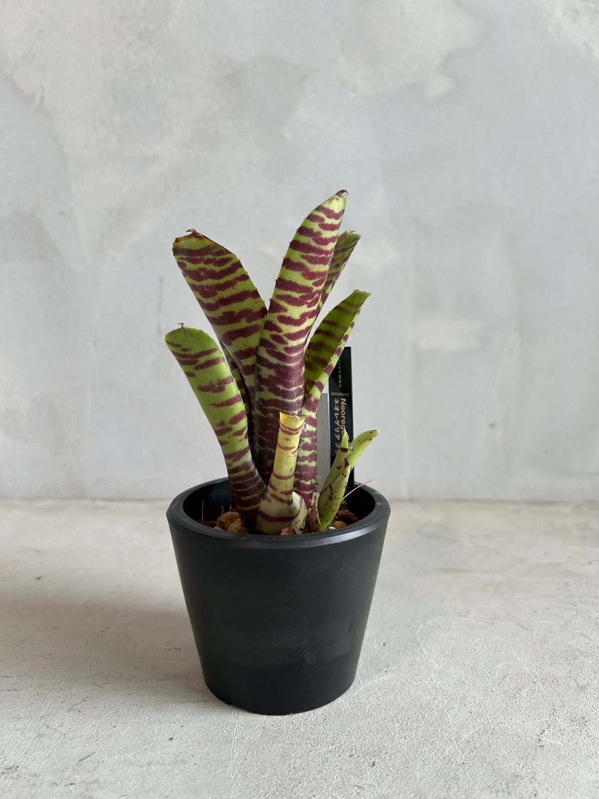 ネオレゲリア　ウィルソニアナ　ブラックフォーム　希少種 fit=scale-down,w=1200