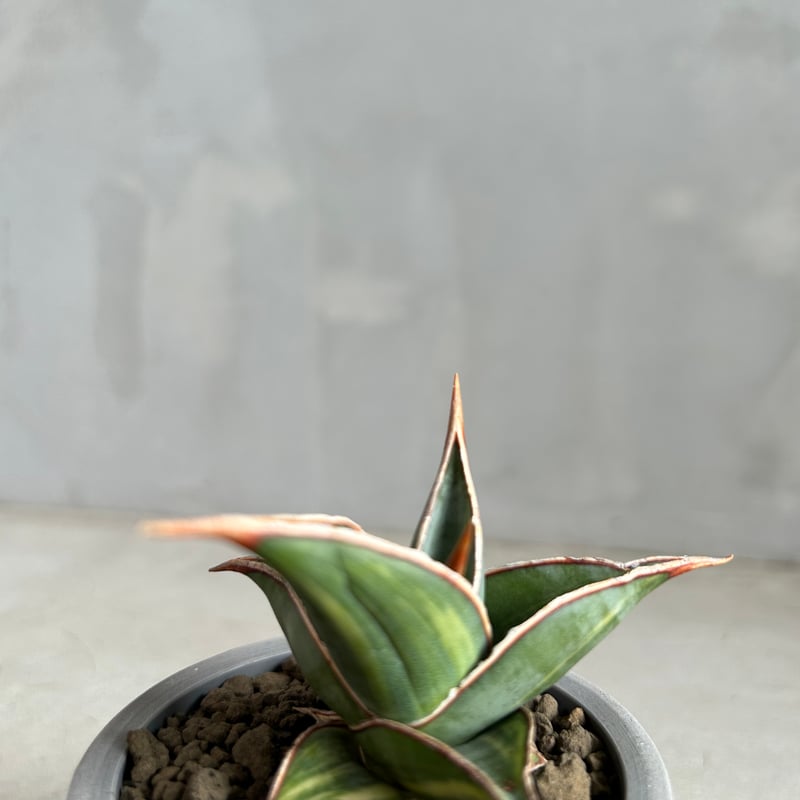 サンセベリア ピングイキュラ 斑入り | ソレトナ植物店