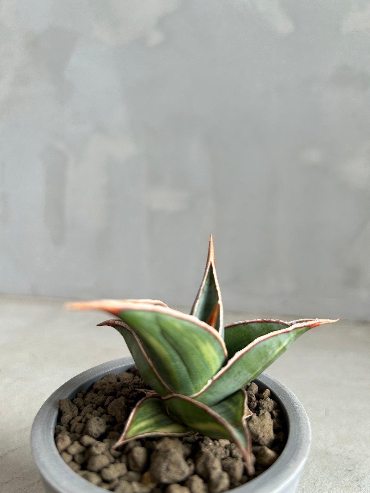 サンセベリア ピングイキュラ 斑入り | ソレトナ植物店