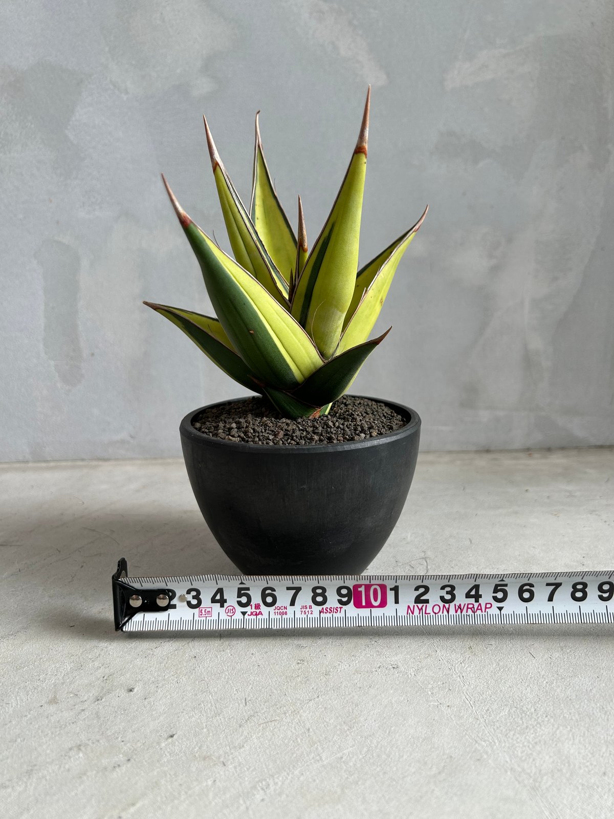 fit=scale-down,w=1200