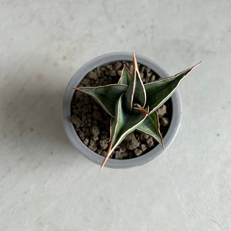 サンセベリア ピングイキュラ 斑入り | ソレトナ植物店
