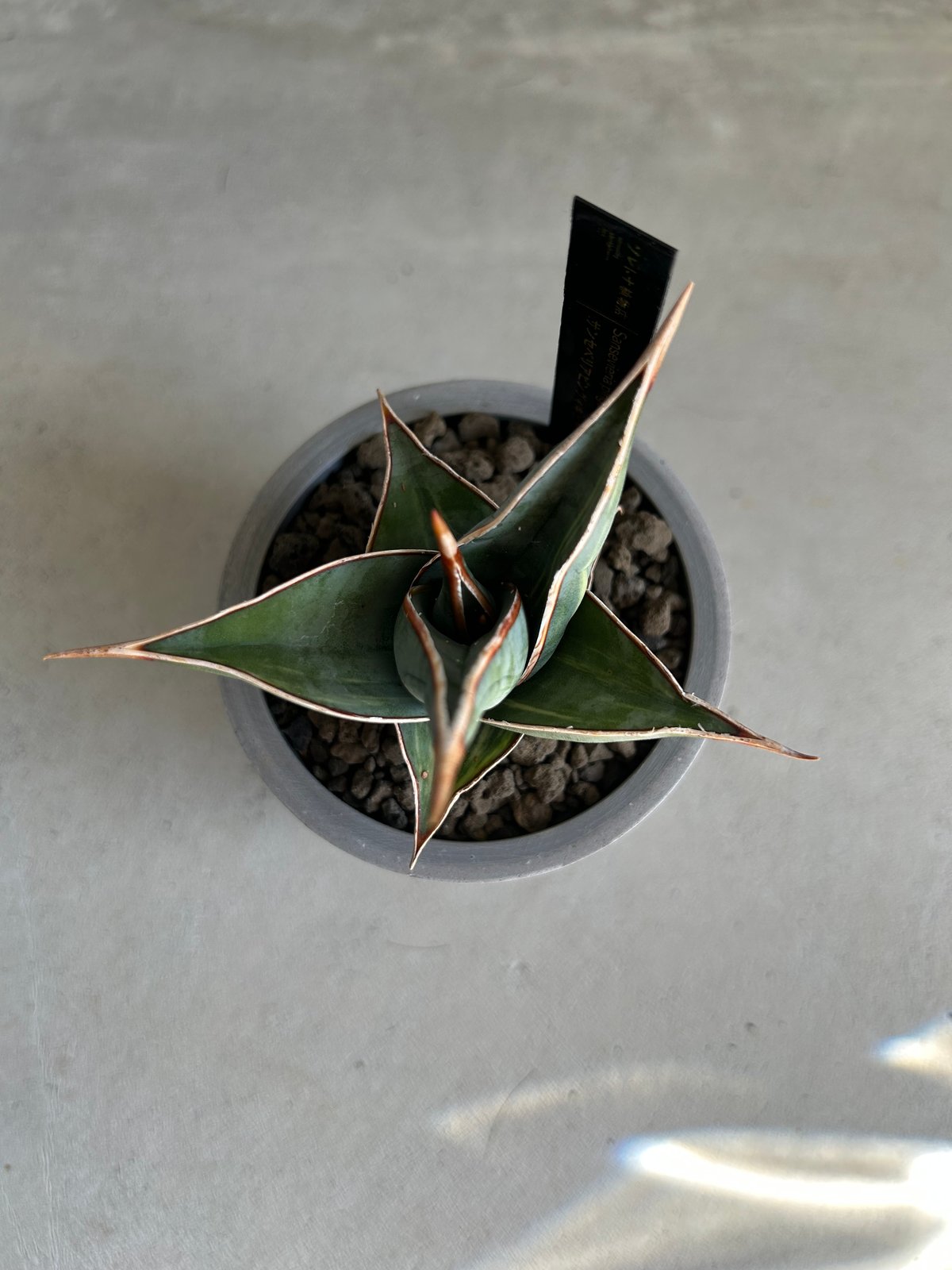 サンセベリア ピングイキュラ 斑入り | ソレトナ植物店