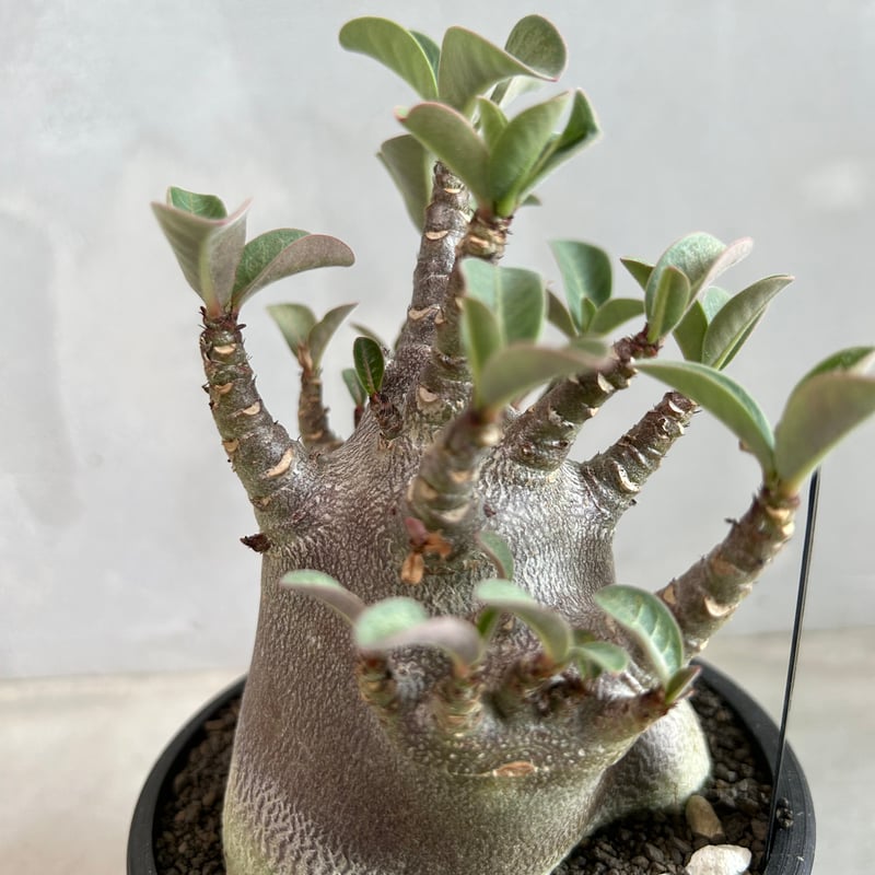 アデニウム アラビカム スーパードワーフ ブラック | ソレトナ植物店