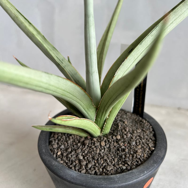 サンセベリア ダンシング ドラゴン | ソレトナ植物店