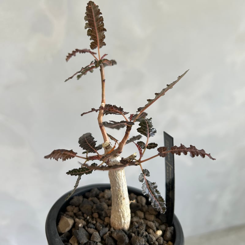 ボスウェリア ソコトラ×ナナ | ソレトナ植物店