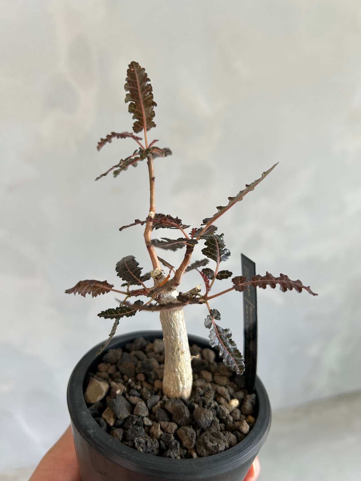 ボスウェリア ソコトラ×ナナ | ソレトナ植物店