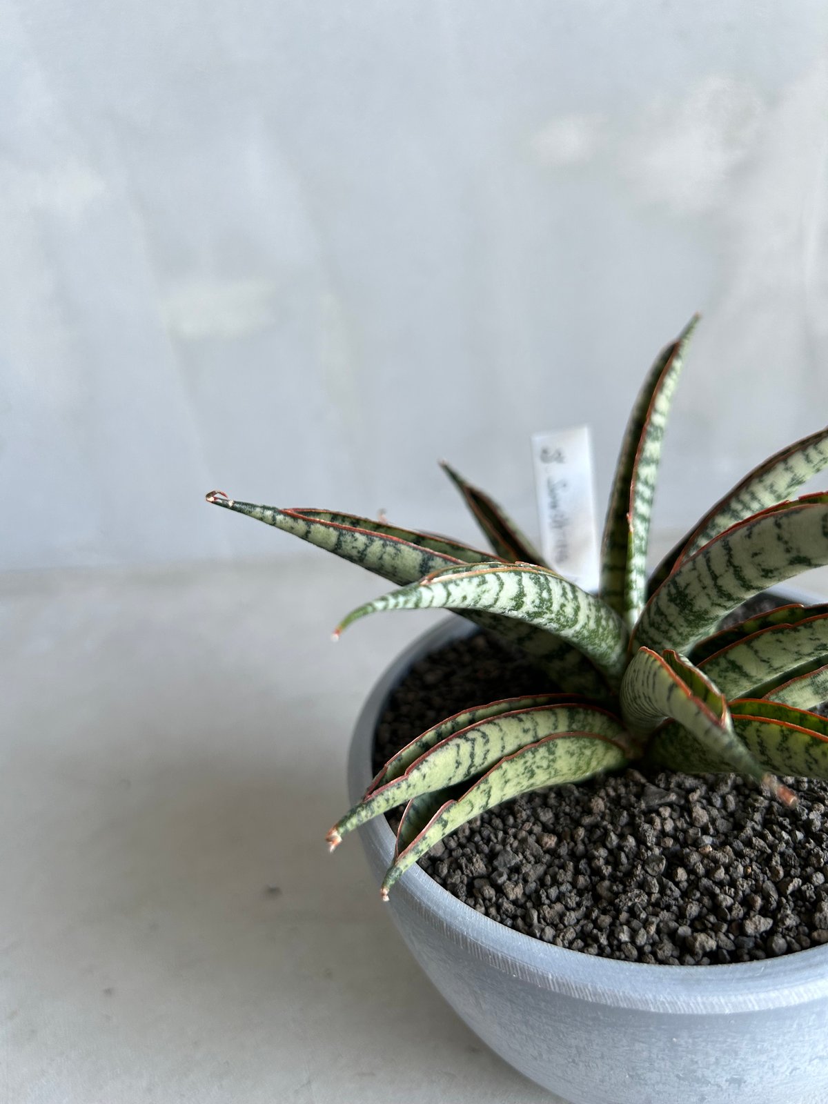 GP サンセベリア サンシャイン エンジェル コルク付け①