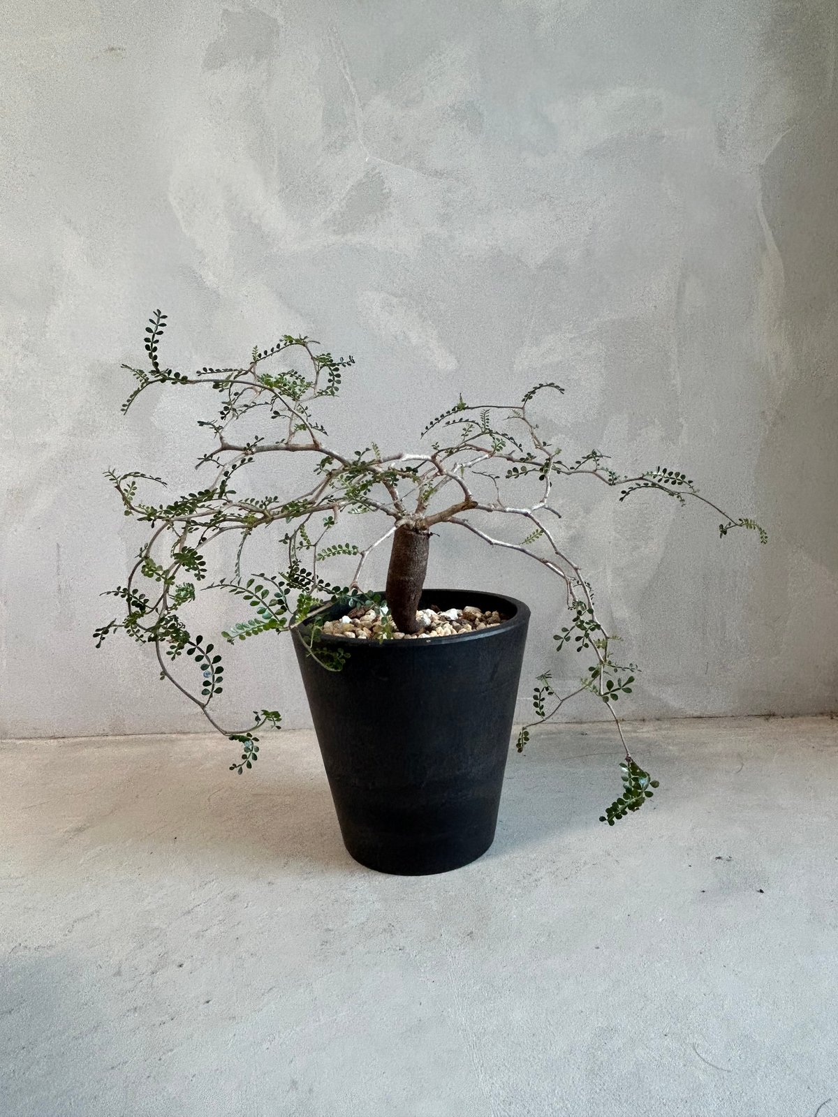 【枝振り◎】パキプス 根挿し(7) オペルクリカリアパキプス 根挿し 管理No.7 オペルクリカリア