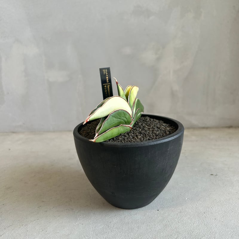 サンセベリア ロブスター 斑入り | ソレトナ植物店