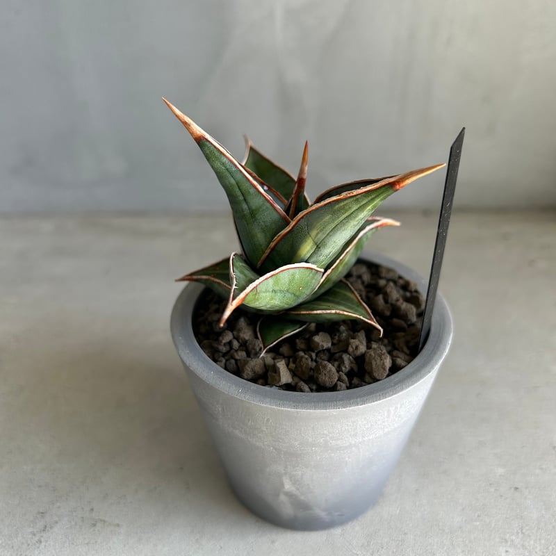 サンセベリア ピングイキュラ 斑入り | ソレトナ植物店