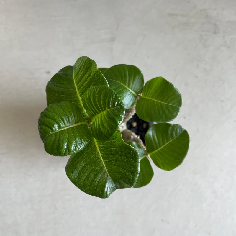 塊根植物　パキポディウム　ウィンゾリー　実生苗 パキポディウム ウィンゾリー 実生株 040 Pachypodium windsorii