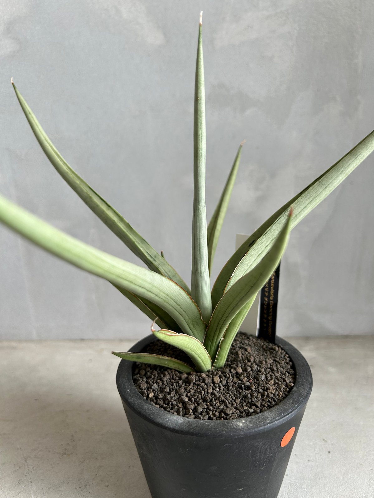 サンセベリア ダンシング ドラゴン | ソレトナ植物店