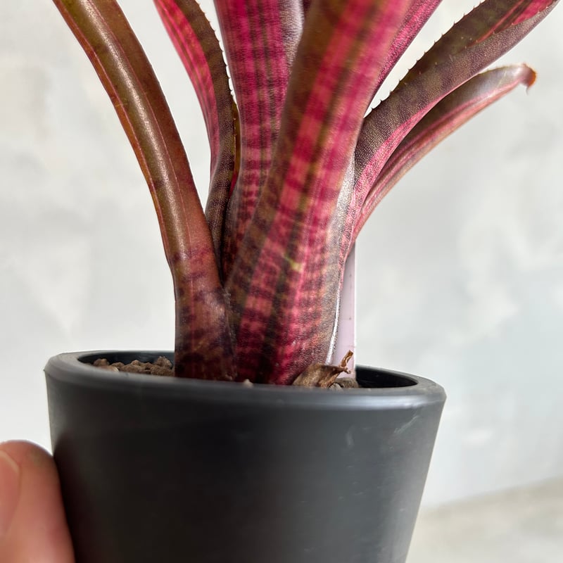 ネオレゲリア スコタッグズ コードレッド | ソレトナ植物店 ネオレゲリア スコタッグズ コードレッド | ソレトナ植物店