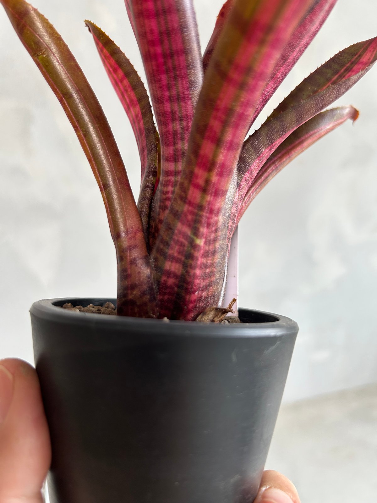 ネオレゲリア スコタッグズ コードレッド | ソレトナ植物店