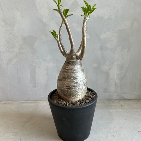 希少種】 パキポディウム デカリー 【公式通販】