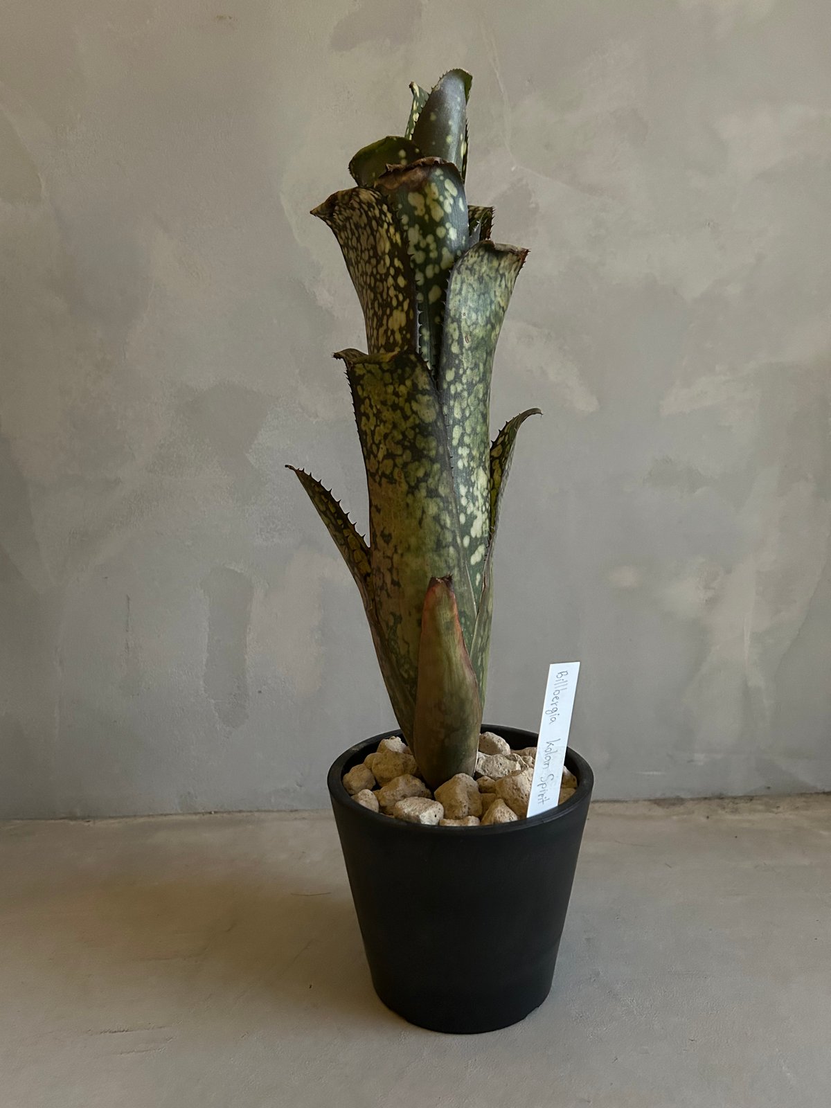 ビルベルギア コーラン スピリット | ソレトナ植物店