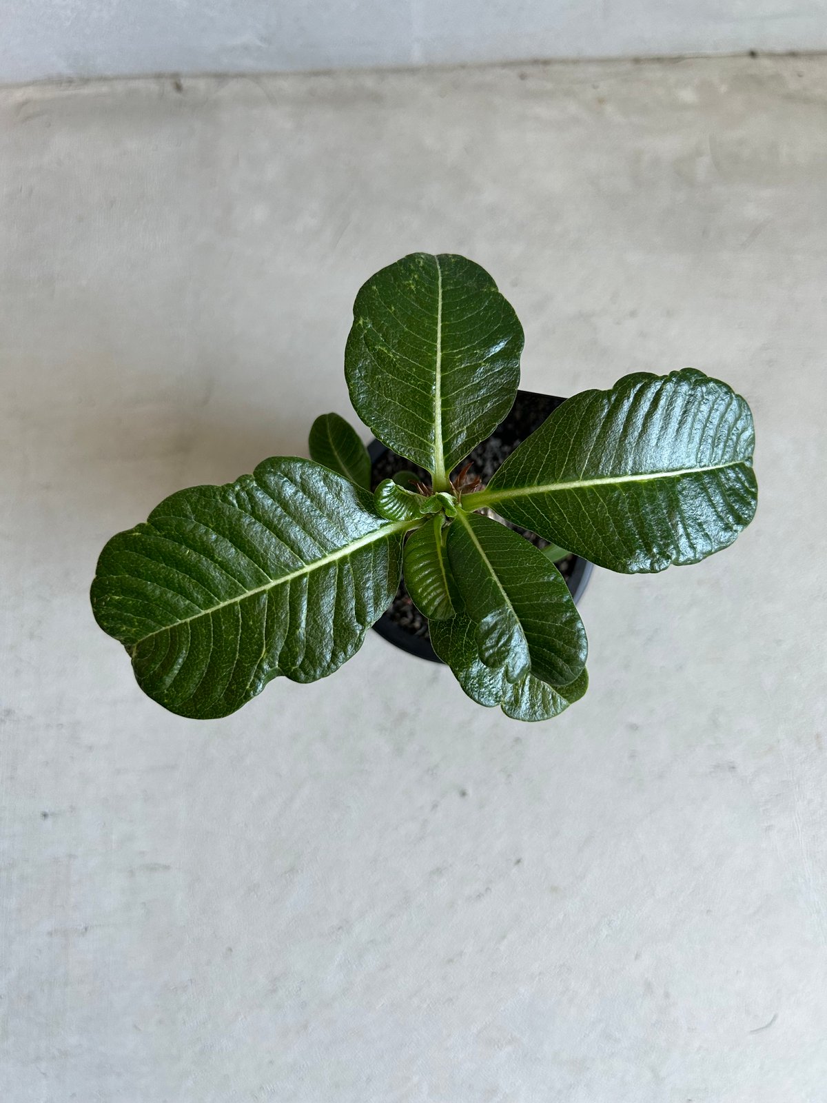 パキポディウム ウィンゾリー(実生苗) | ソレトナ植物店