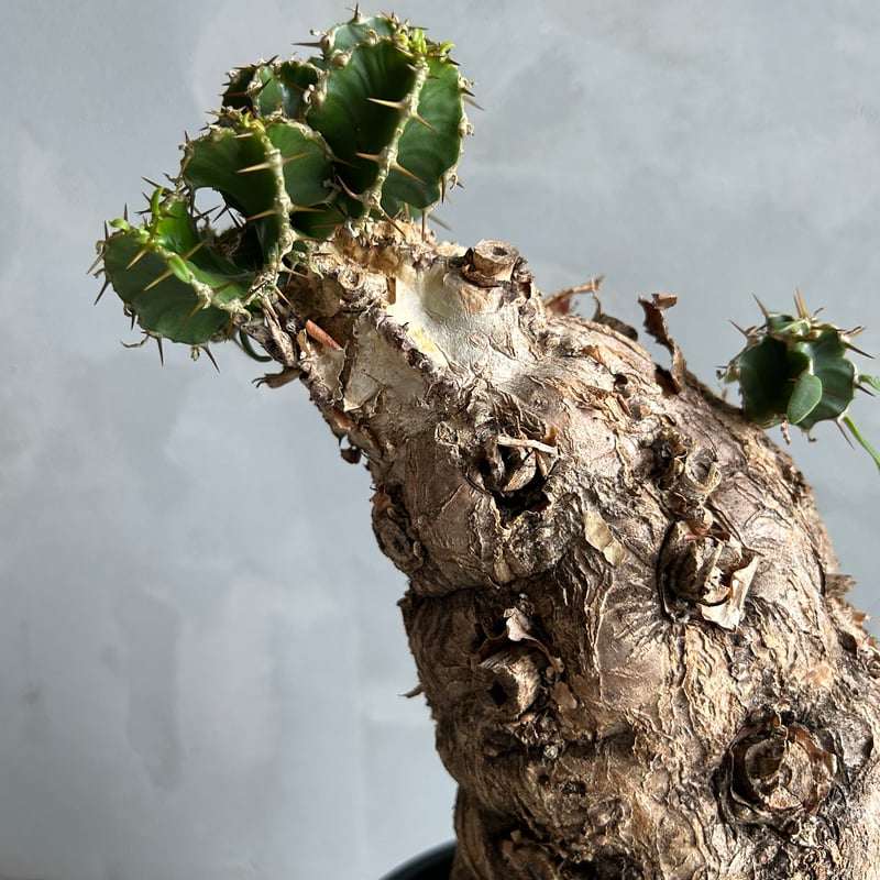 ユーフォルビア ムランジーナ (発根済み) | ソレトナ植物店