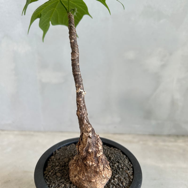 フィルミアナ コロラータ | ソレトナ植物店