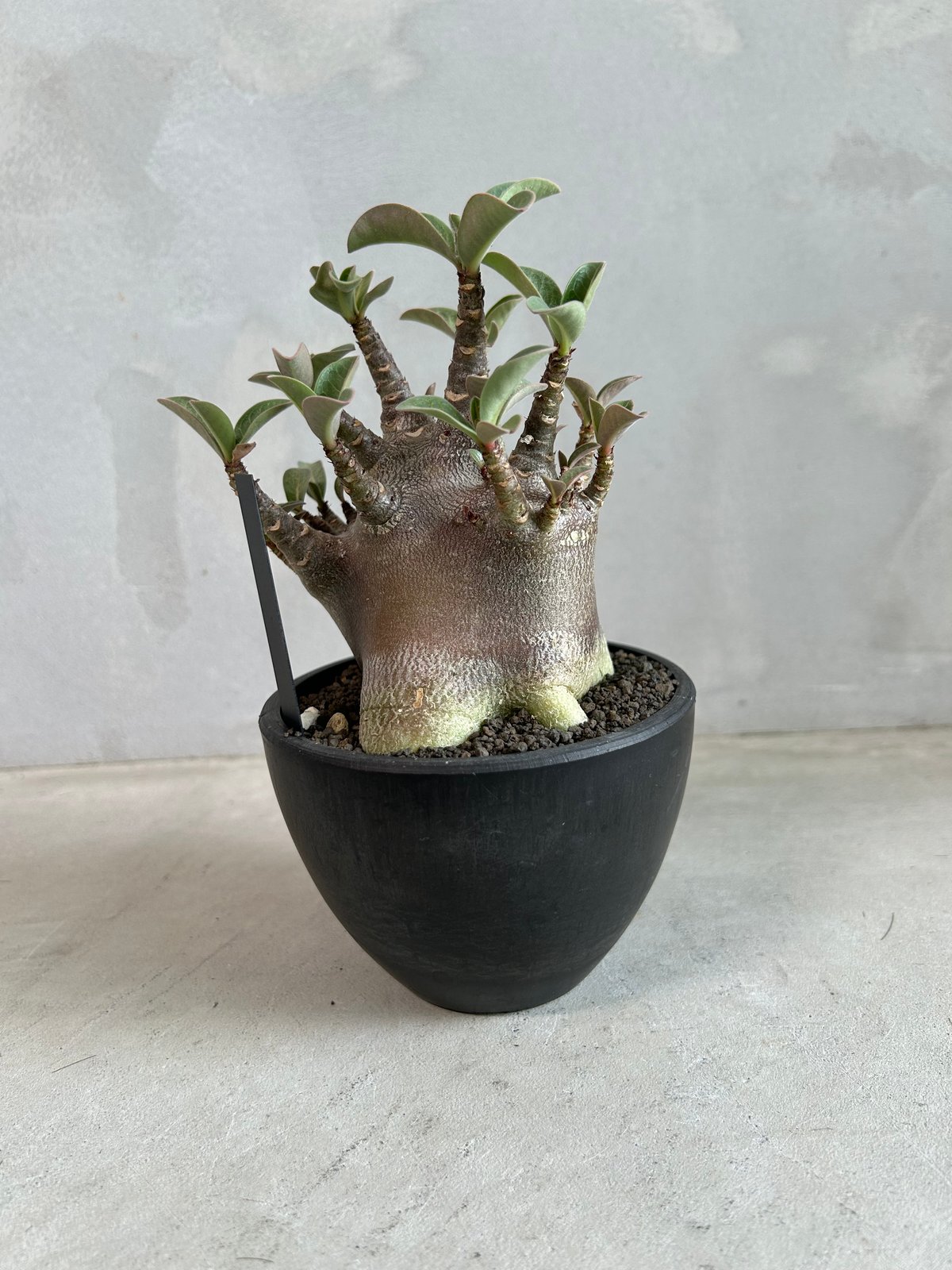 アデニウム アラビカム スーパードワーフ ブラック | ソレトナ植物店